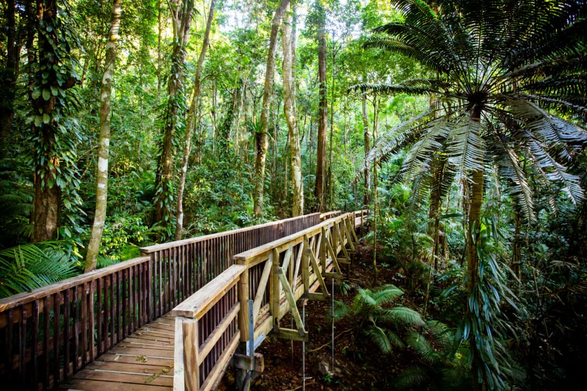 A bridge crossing a lush tropical Rainforest in North Queensland, Australia
