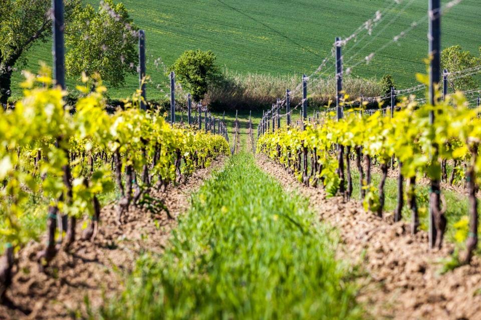 Emilia Romagna Wine Tour
