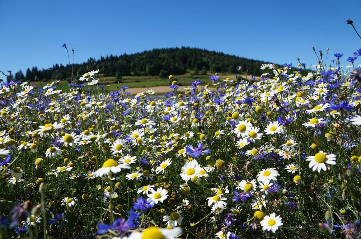 A close shot of daisies in Auvergne, France