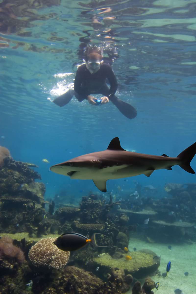 Great Barrier Reef Snorkeling