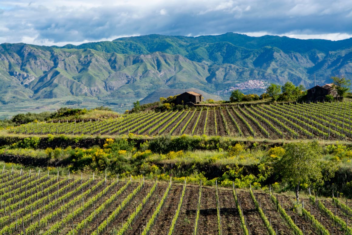 Green vineyards in Etna volcano Sicily