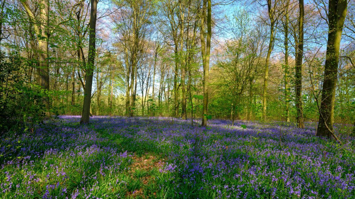 Hampshire Micheldever Forest