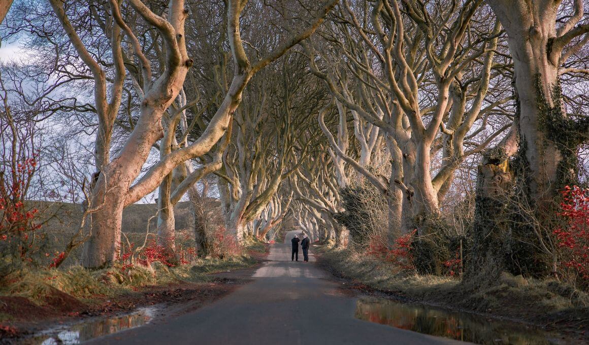 Ireland the Dark Hedges