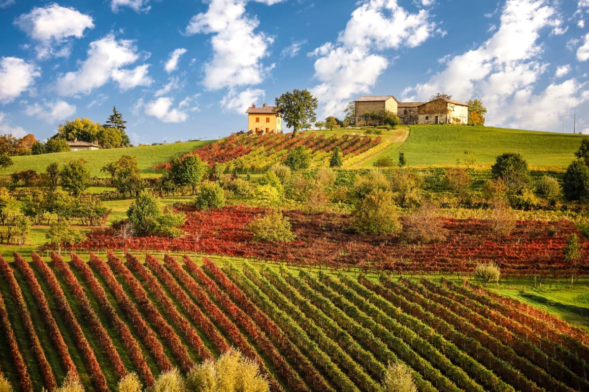 Lambrusco vineyards Emilia Romagna
