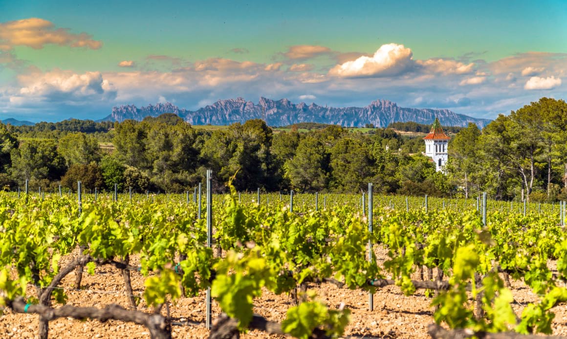 Vineyards at Penedes wine region Montserrat