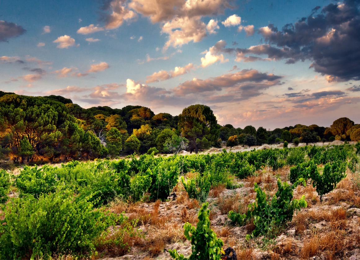 Vineyards in Cadalso de los Vidrios Madrid