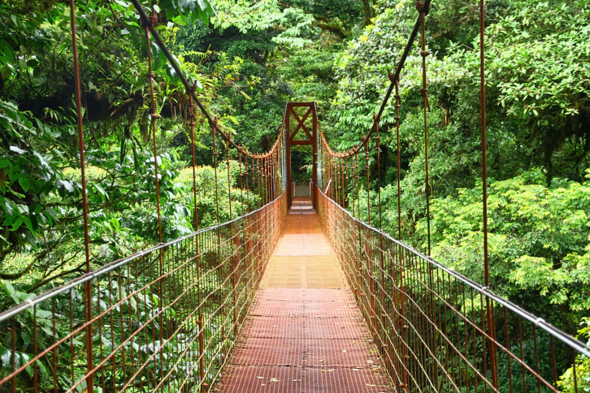Suspension bridges in Santa Elena Cloud Forest Monteverde