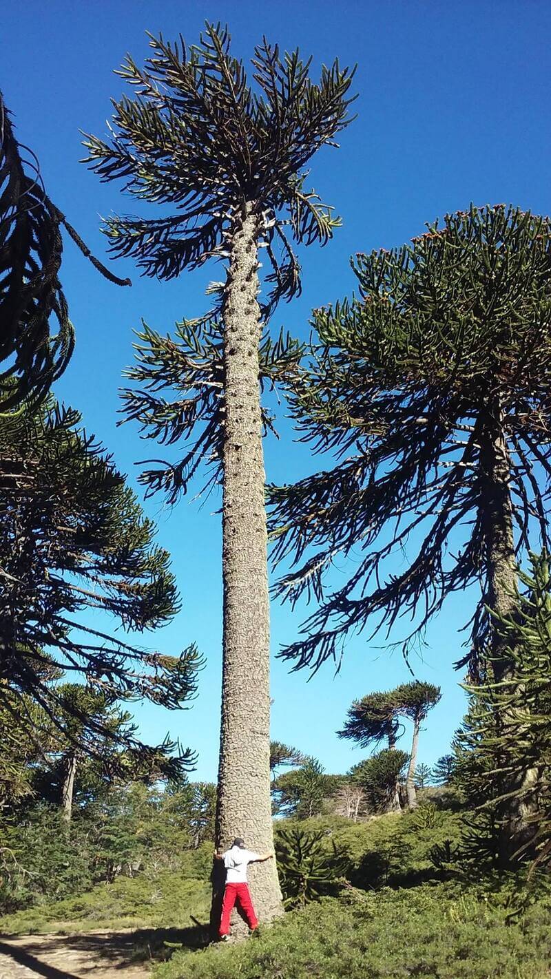 Person hugging an araucaria tree, also known as monkey puzzle tree, in the Andes mountains in Chile.