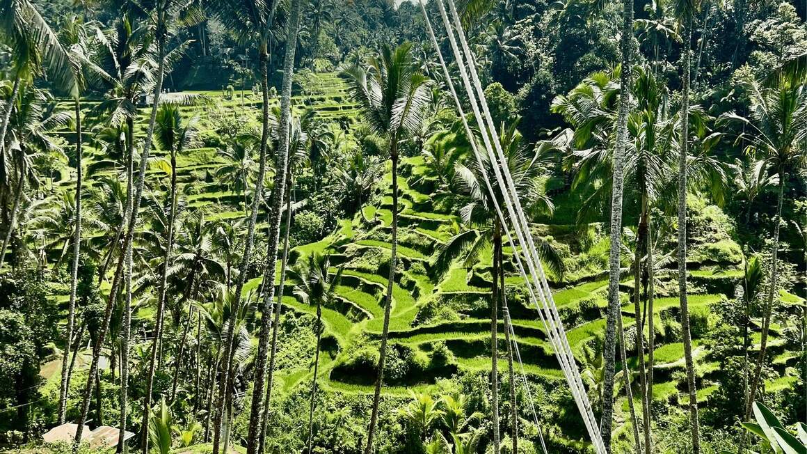rice-fields in Ubud, Bali, indonesia 