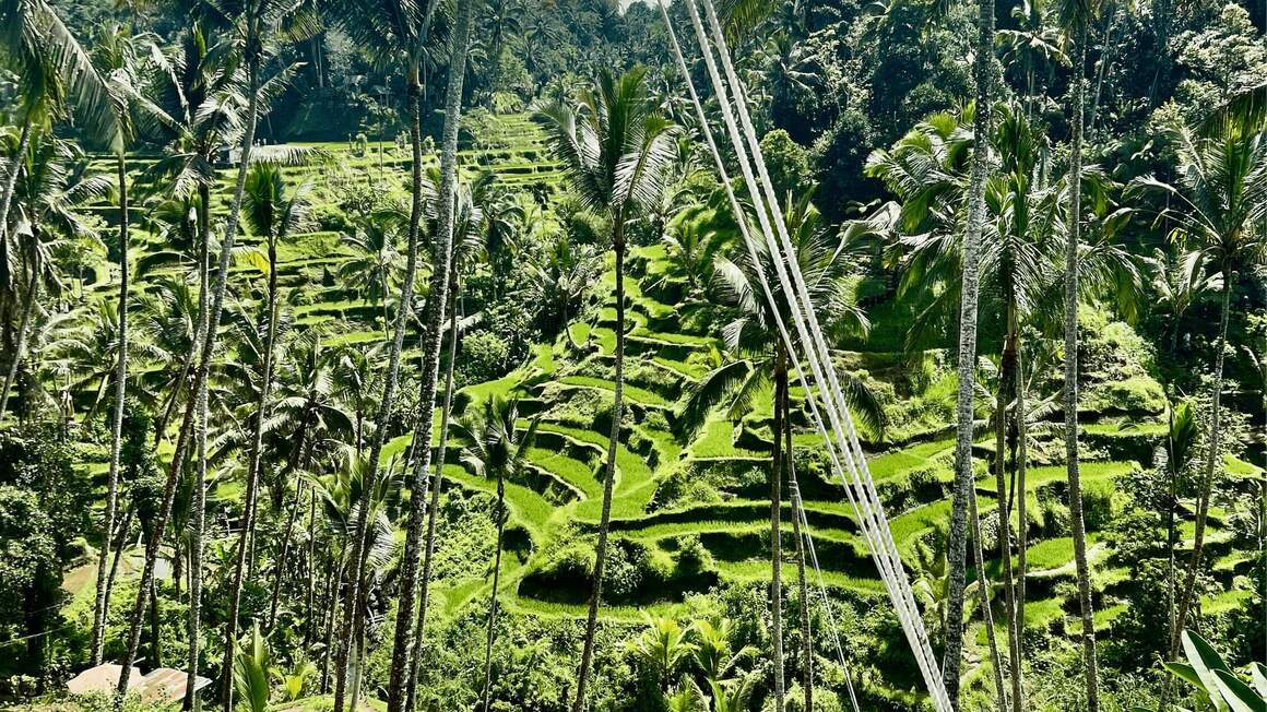 rice-fields in Ubud, Bali, indonesia