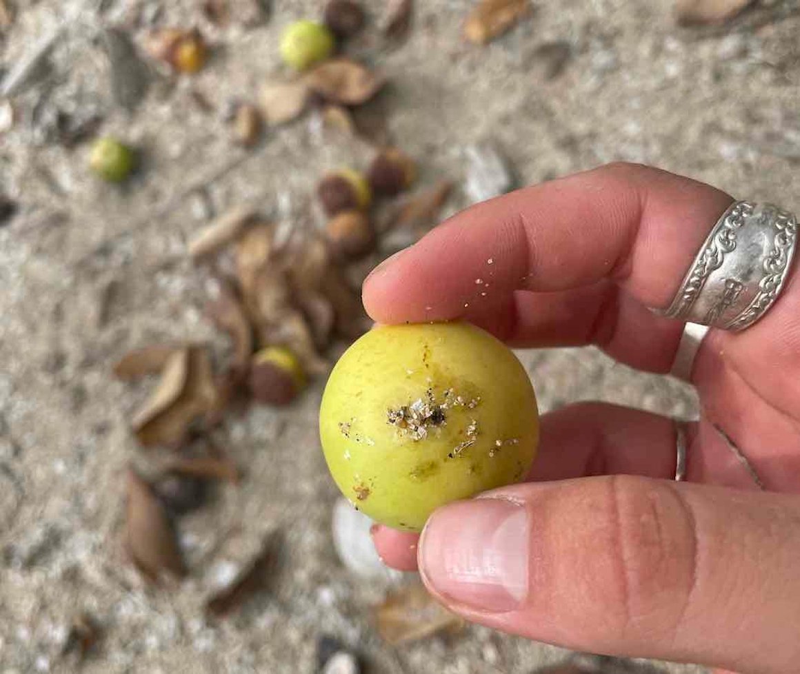 A small poisonous green apple that goes by the name of "death apple" in Mexico.