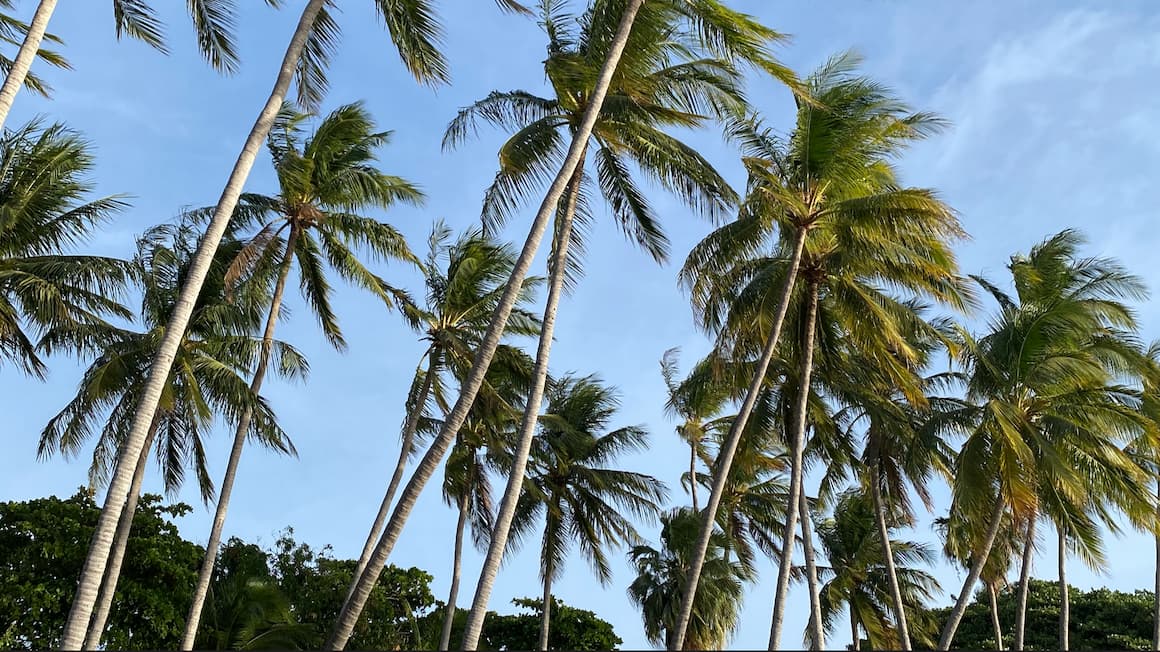 tamarindo coconut trees