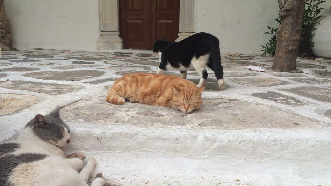 three cats lie on a pavement