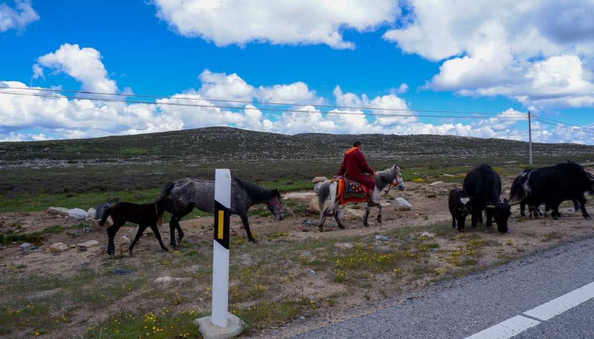 Traditional Tibetan yak herder