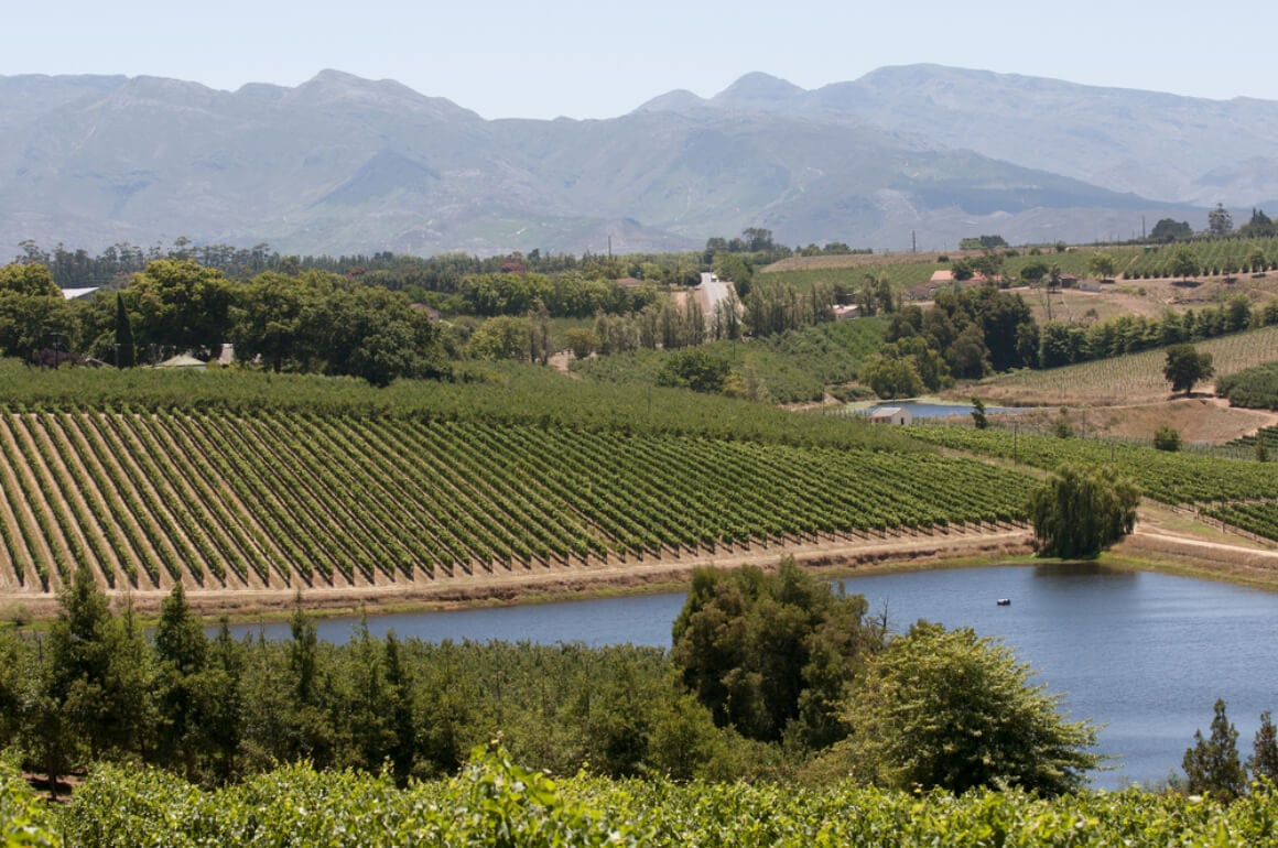 dry moutnains towering over vineyards in Elgin South Africa