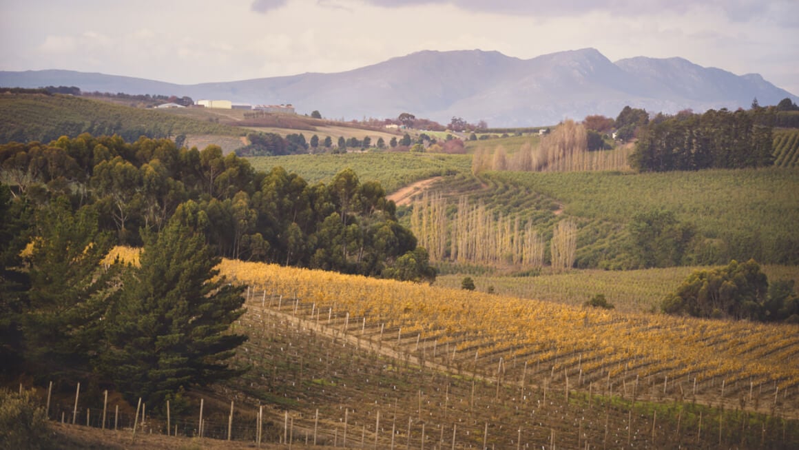 the dry and green landscape of elgin in south africa