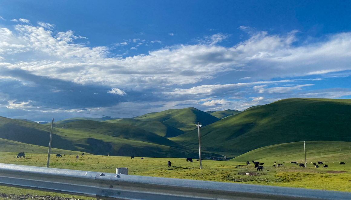 Landscape of yaks on the Tibetan Plateau