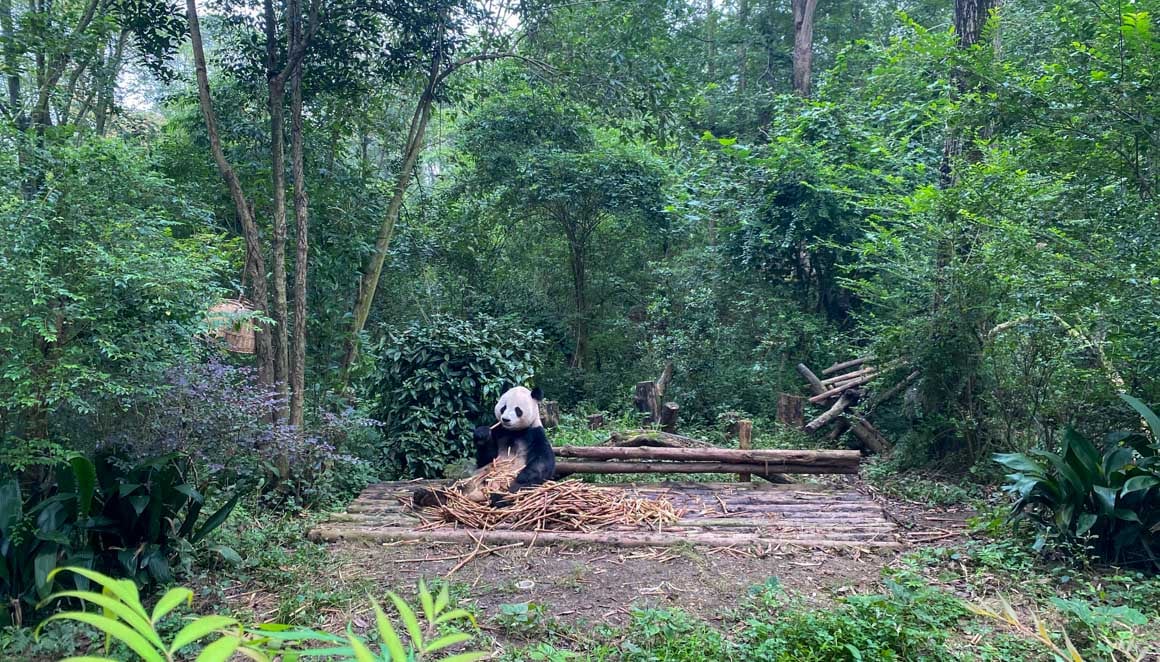 A panda eating some bamboo