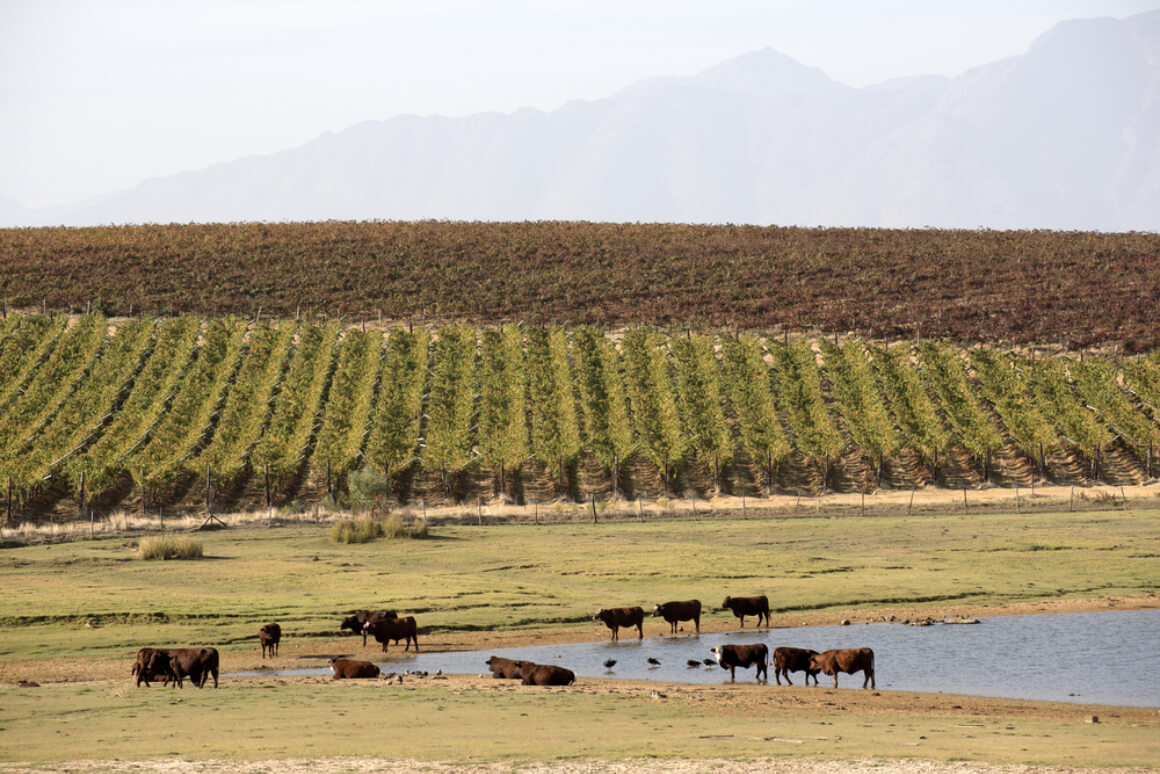 cows hanging out in front of rows of green vineyards in south africa