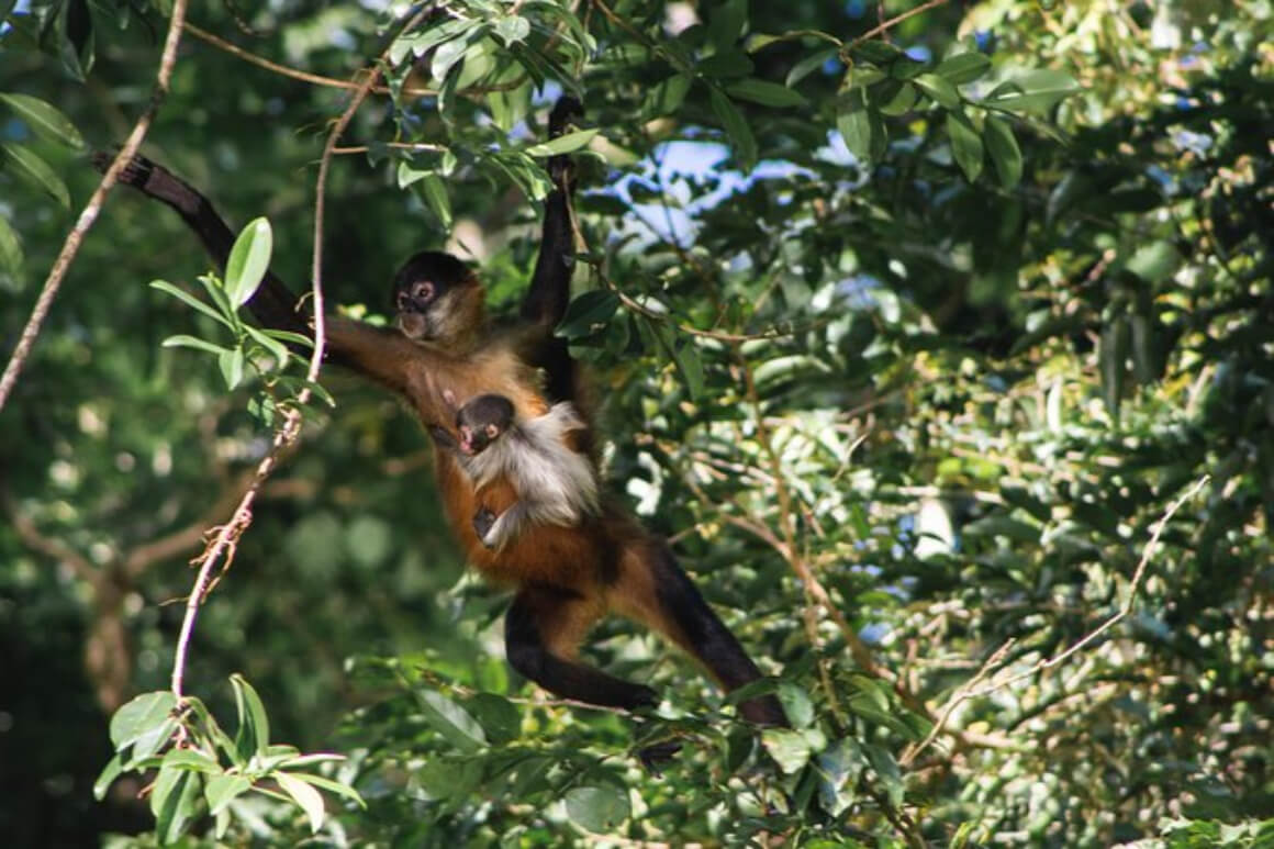 Tortuguero National Park tour