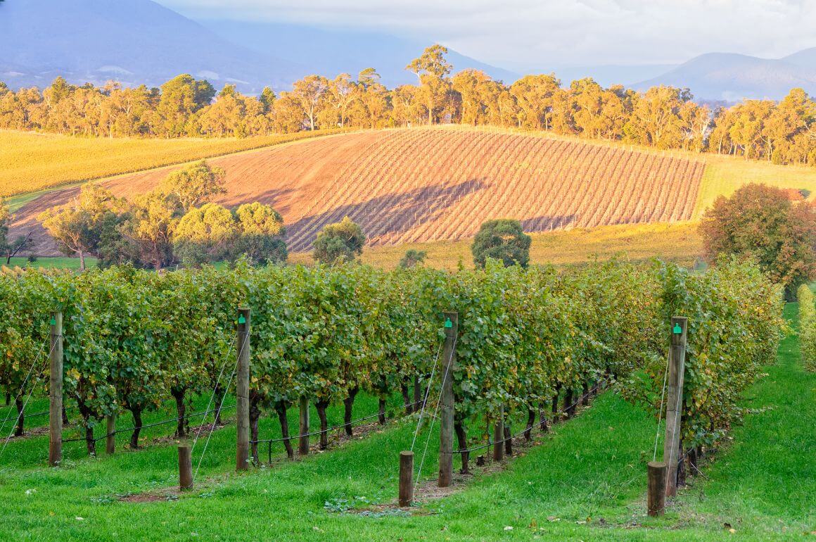 a vineyard in australia's Yarra Valley