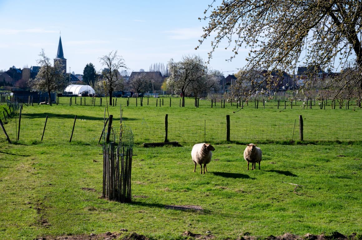 two sheep in a large green valley, Haspengouw, Belgium