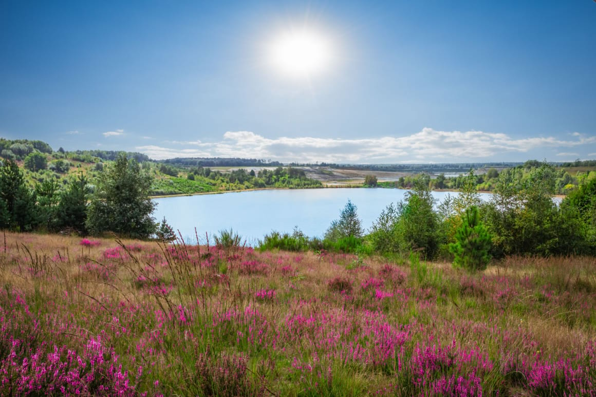 Hoge Kempen National Park with heather fields and a lake on a sunny day