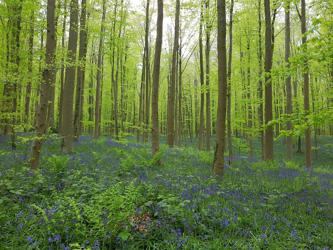 The Blue Forest of Hallerbos with bluebell flowers