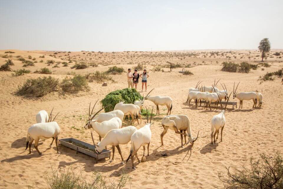 A group of Arabian Oryx with tourists in UAE national park