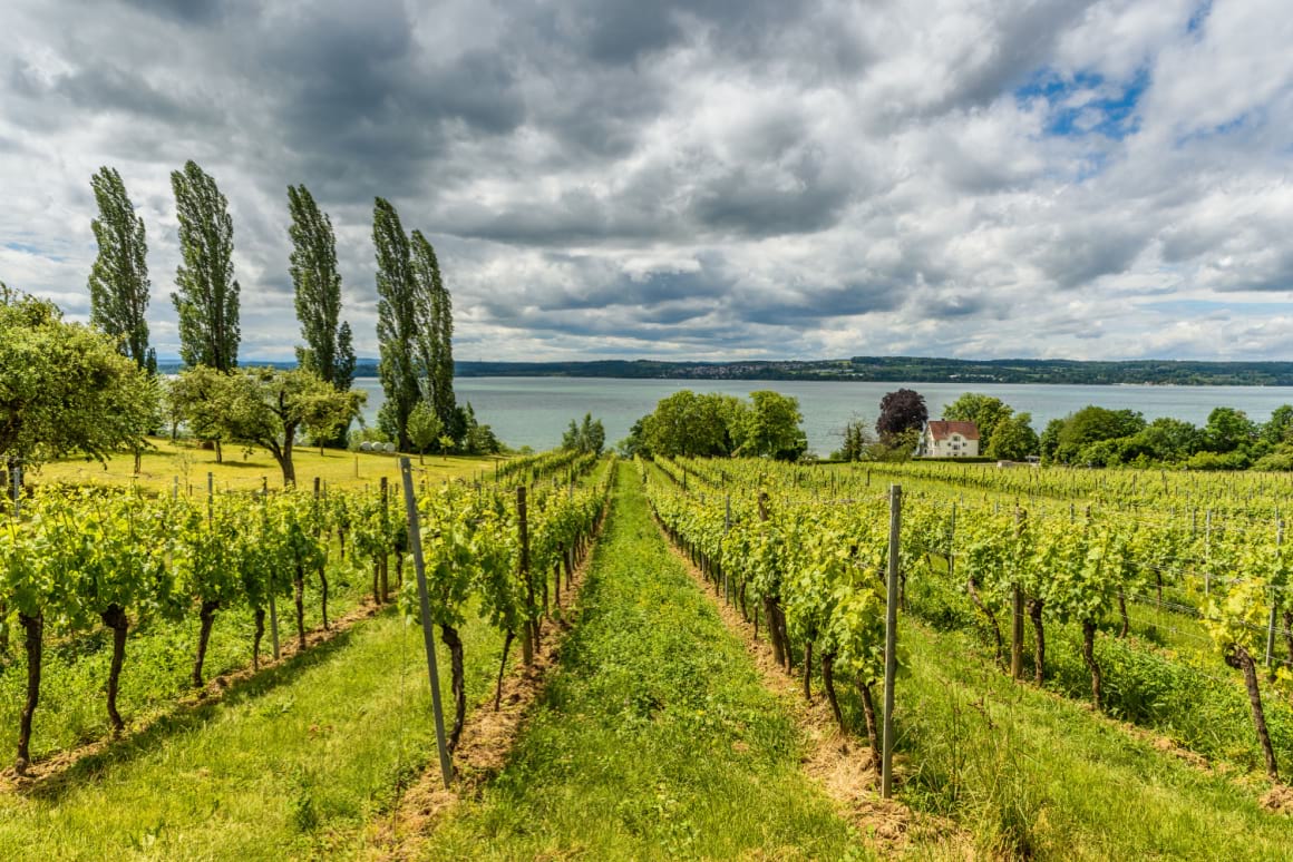 a wine vineyard in Baden germany overlooking a lake