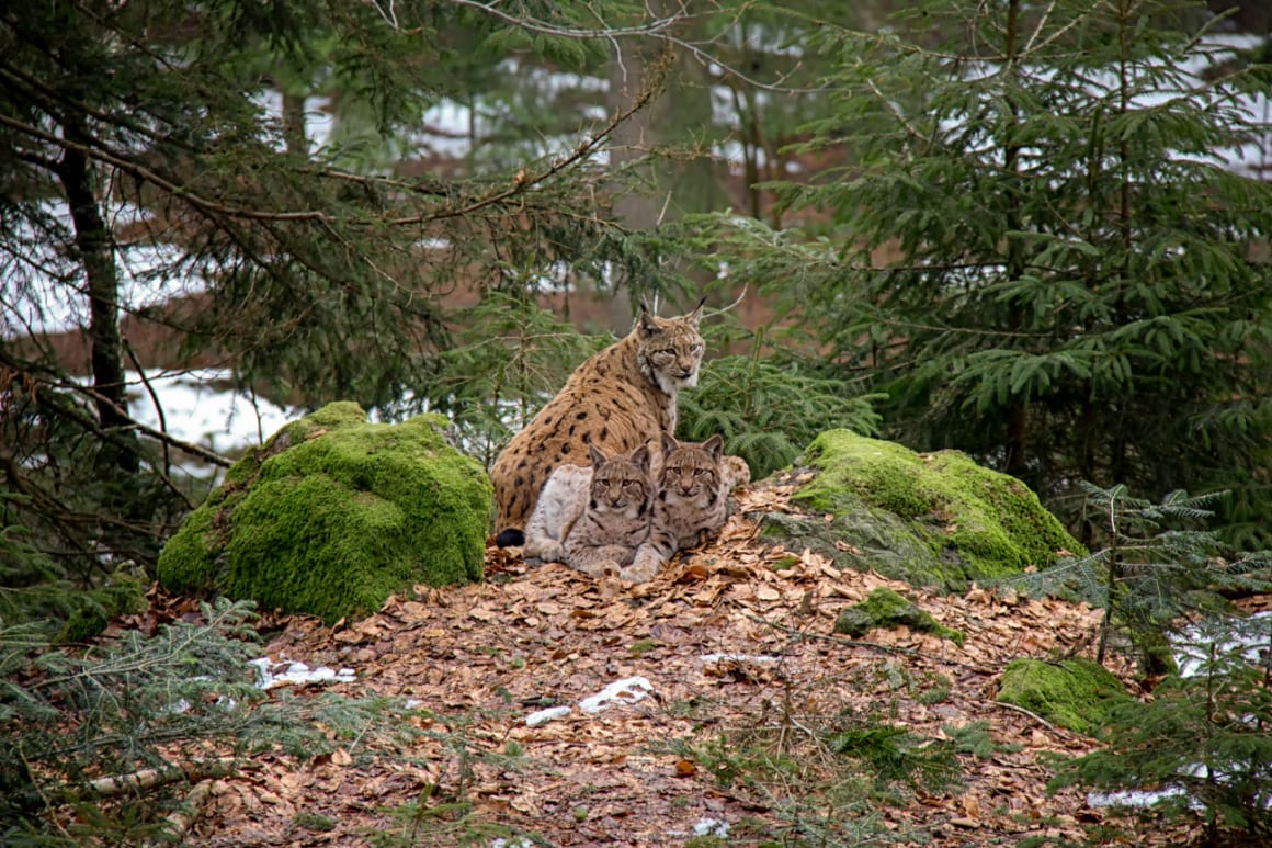 A mother lynx with her cubs sitting in Bavarian Forest National Park in Germany