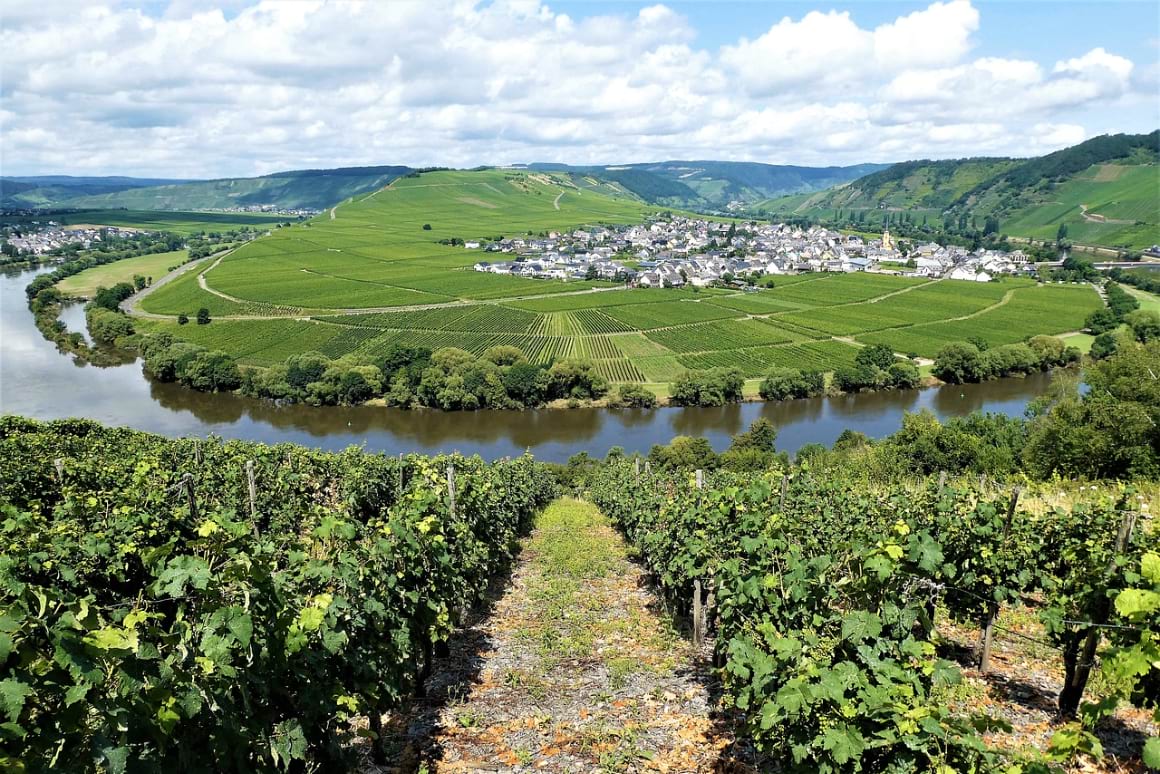 A landscape view vineyard on a hillside and a river in the Moselle Valley of Germany