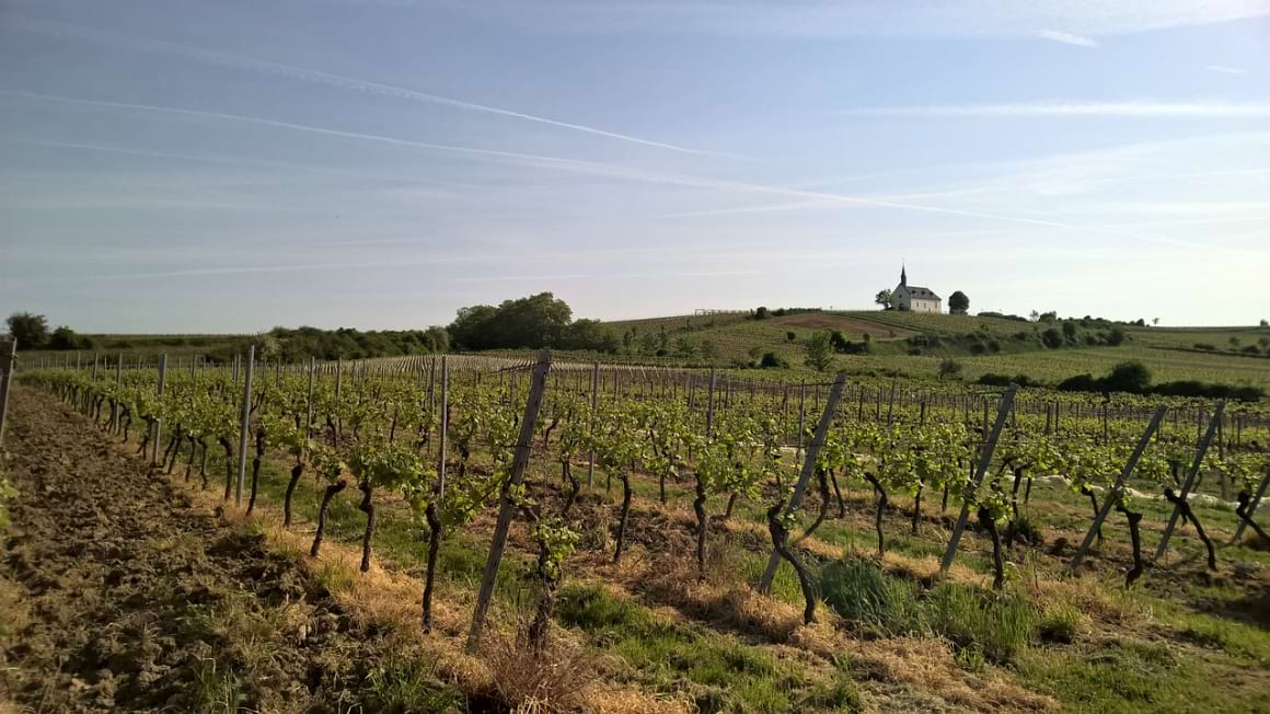 a sprawling green vineyard in  Rheinhessen early in the season