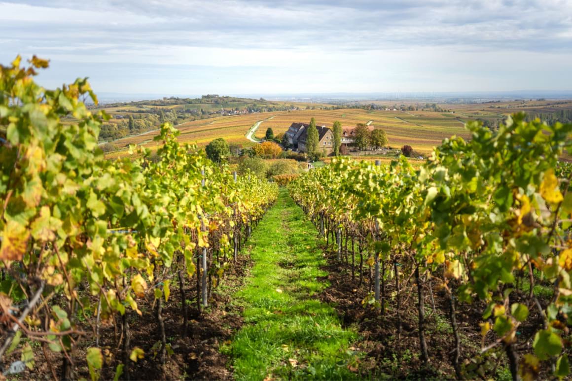 view from the lane of a grape vineyard in Pfalz