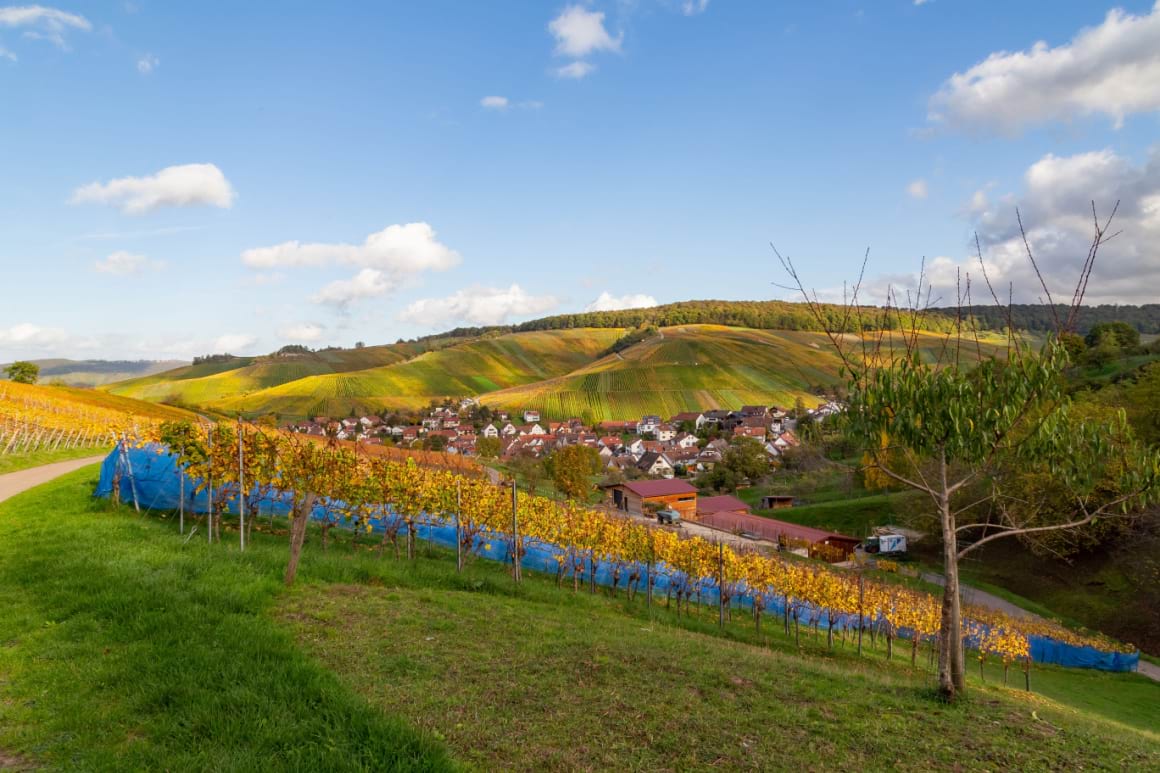 a sloping green vineyard perched above a small village in Wurttemberg germany