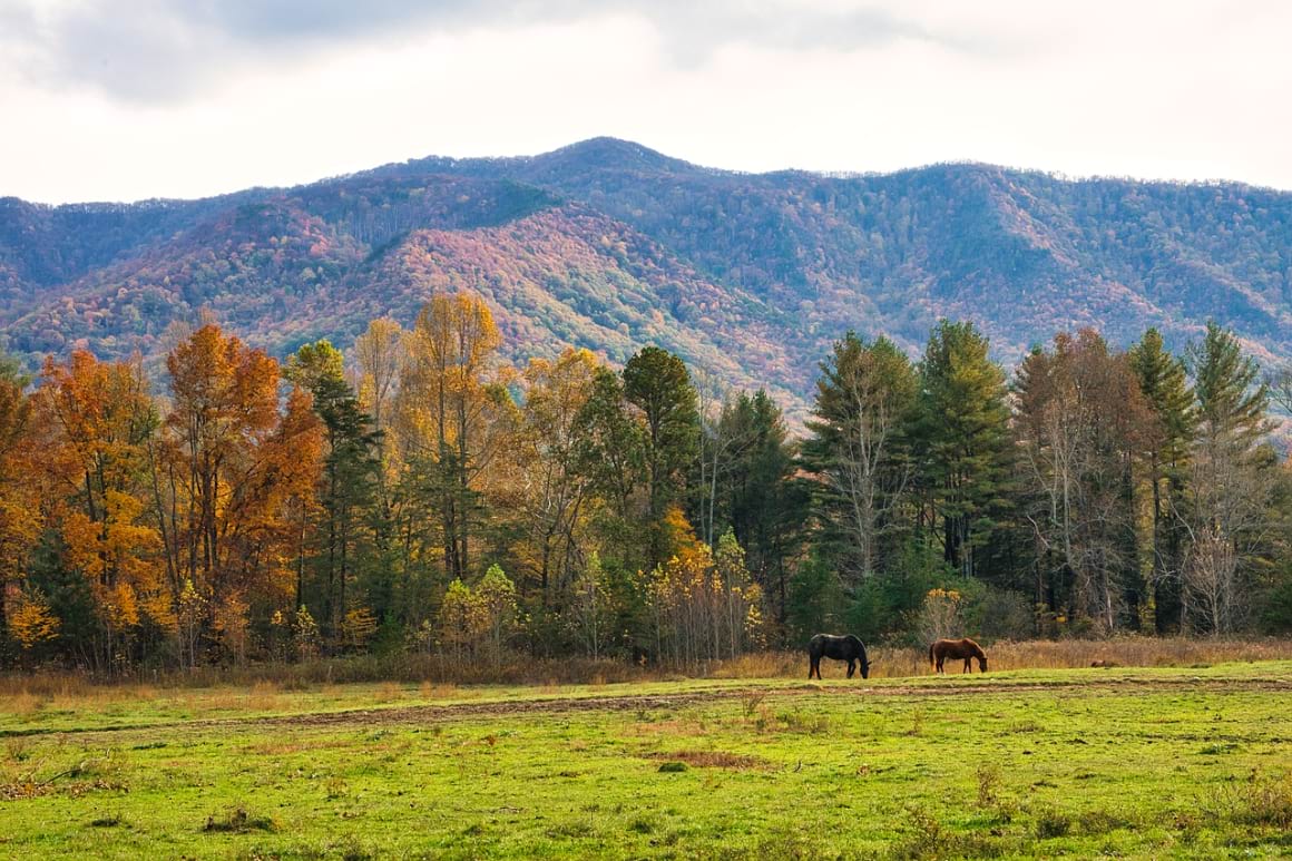 a view of horses grazing beneath colorful hills in the Great Smoky Mountains during Fall