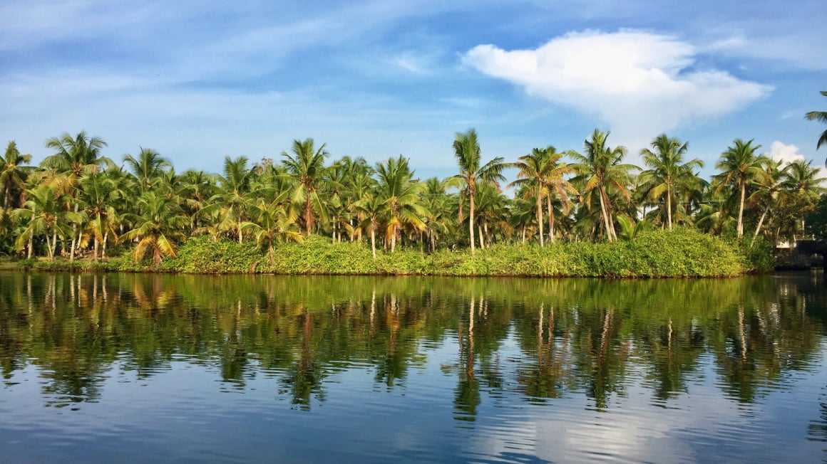 an array of green palm trees reflecting in the river under a blue sky 