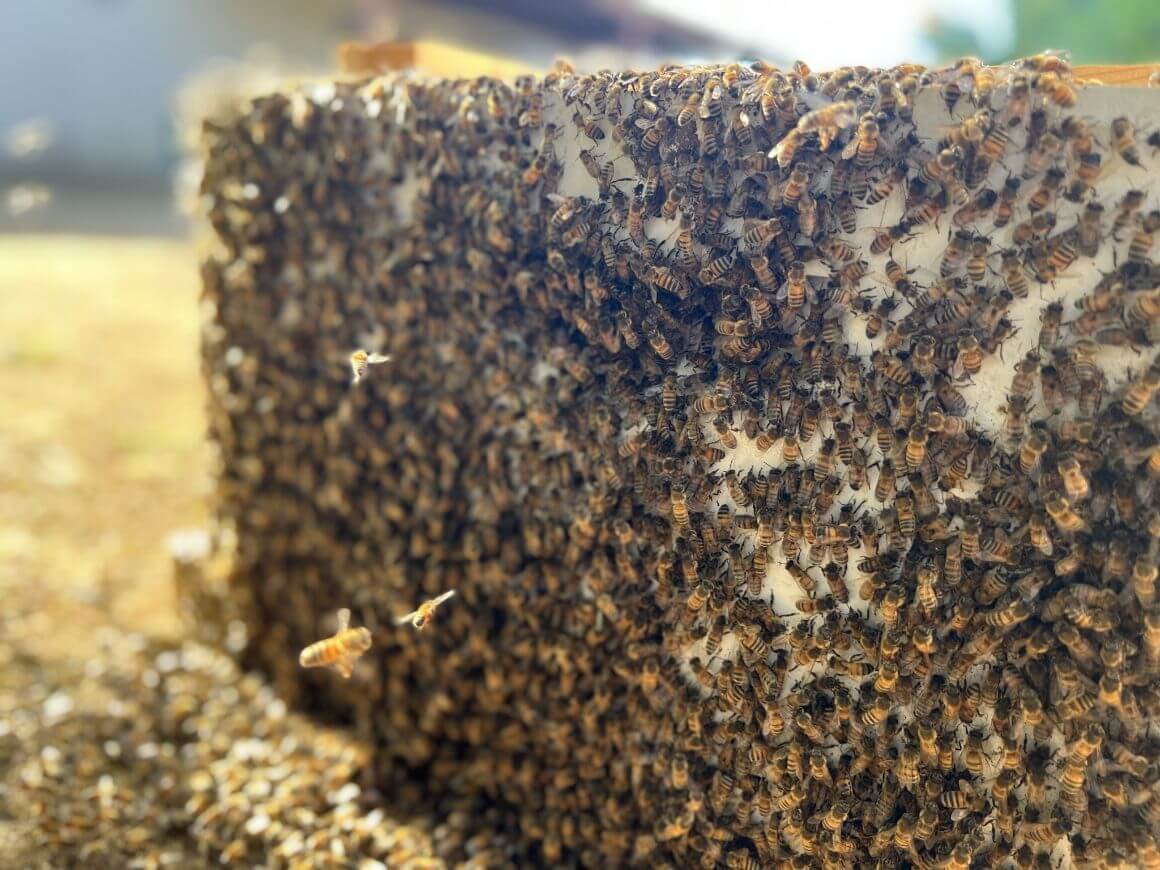 bees around a hive in Bee Sanctuary, San Diago