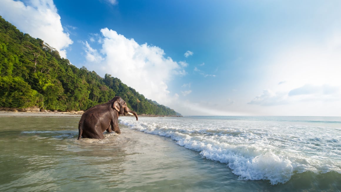 an elephant making its way into the ocean on a tropical beach on one of India's best islands swaraj dweep