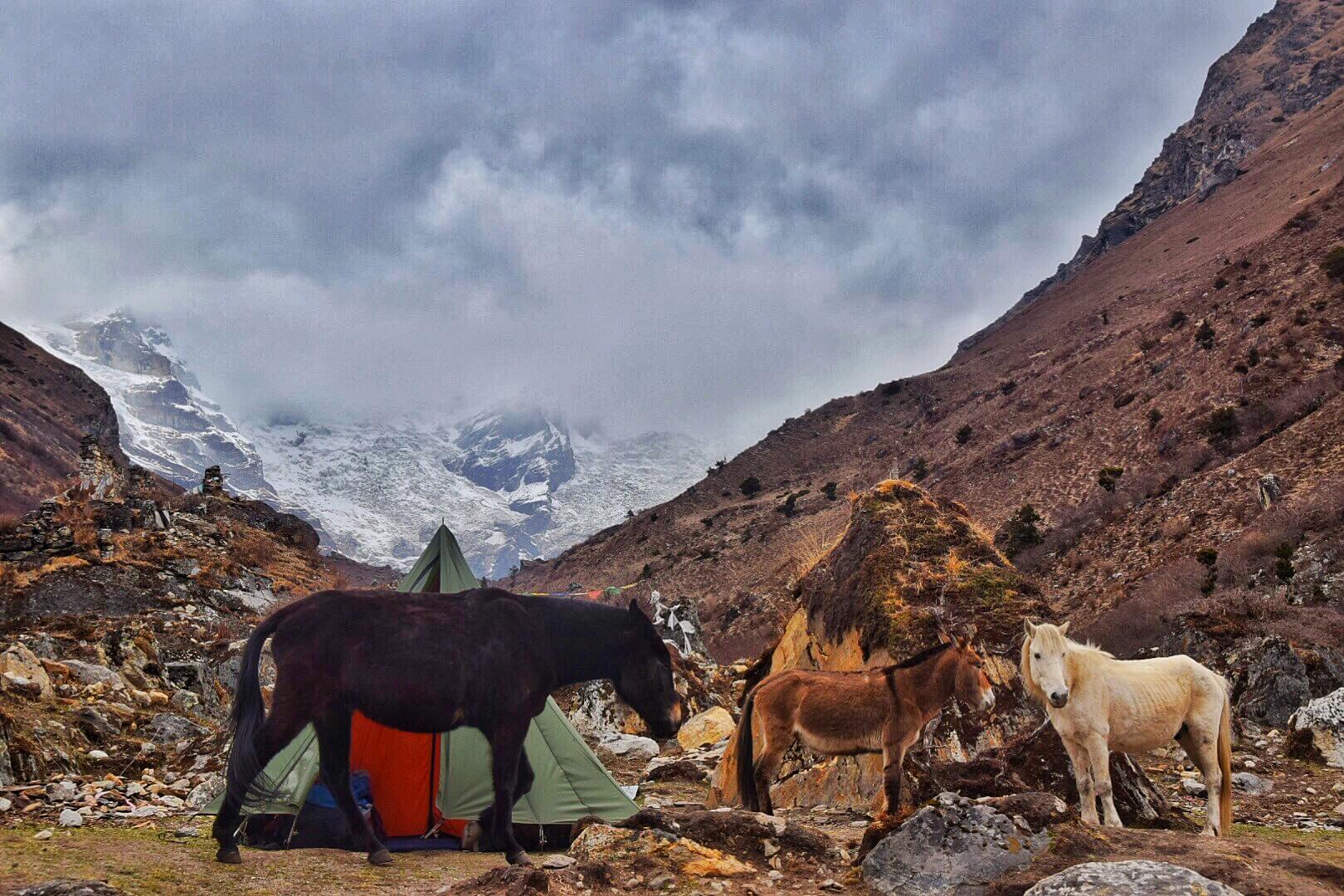 three horses standing in front of a green tent and a huge snow covered mountain in bhutan