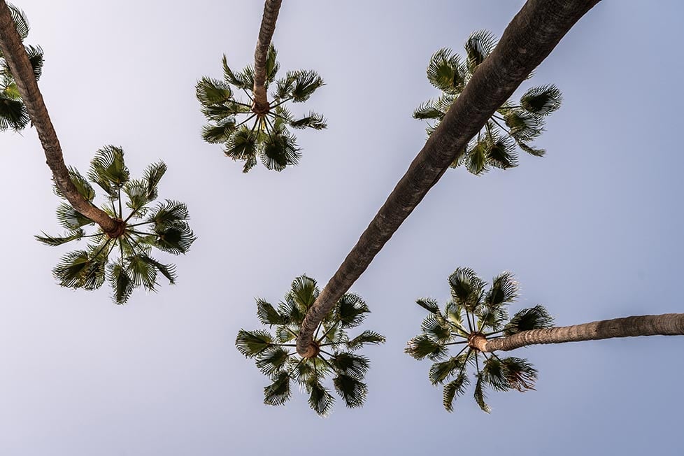 Palm trees reach into a sunny blue sky