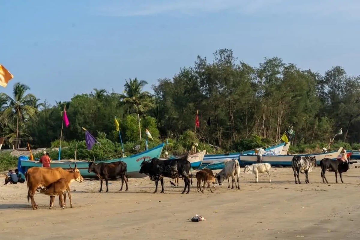 a group of cows lounging on a beach next to colorful boats and palm trees in india