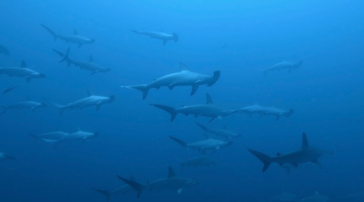 Scuba diving with a school of hammerheads in Ito, Japan.