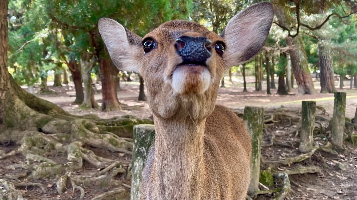 Deer smiles for camera in Nara, Japan.