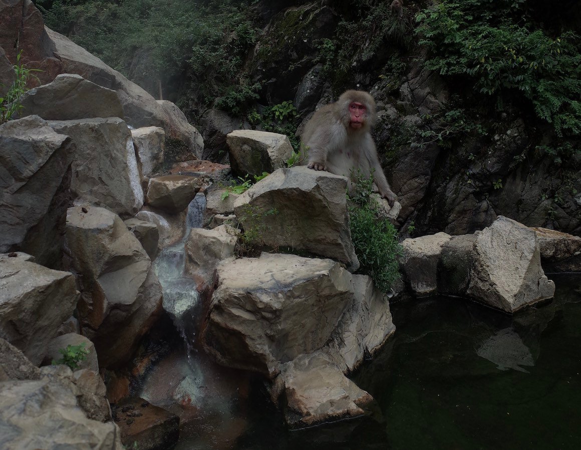 Monkey hanging out by traditional Japanese hot spring in Nagano, Japan.