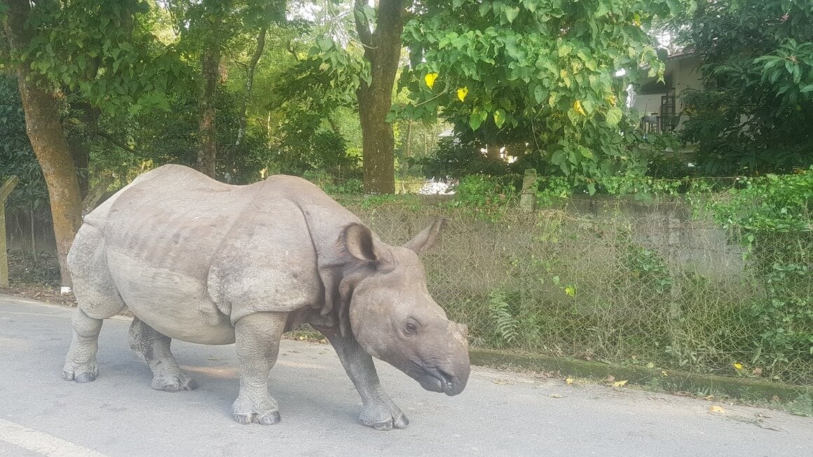 Rhino walking along a pathed road with jungle behind 
