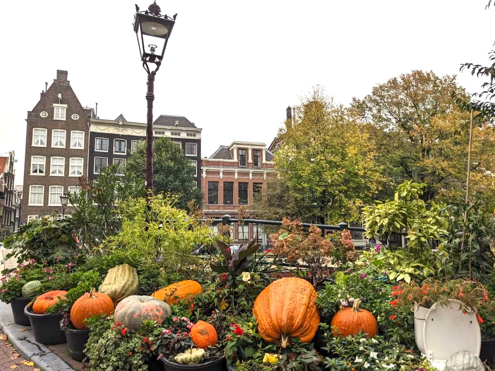 An array of pumpkins of all different shapes and sizes laid out in the street of Amsterdam with the houses and a lantern behind. 