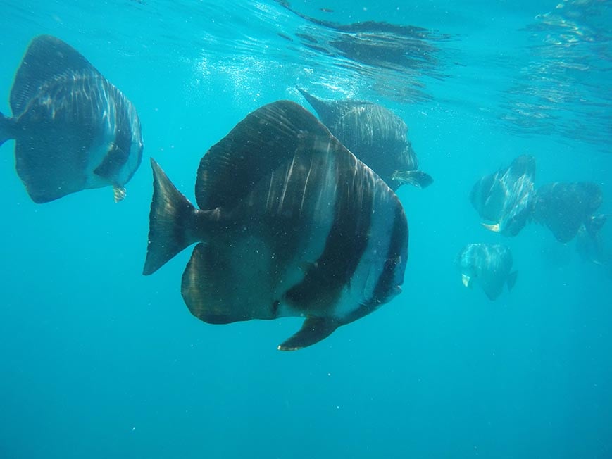 Fish in the sea on a dive