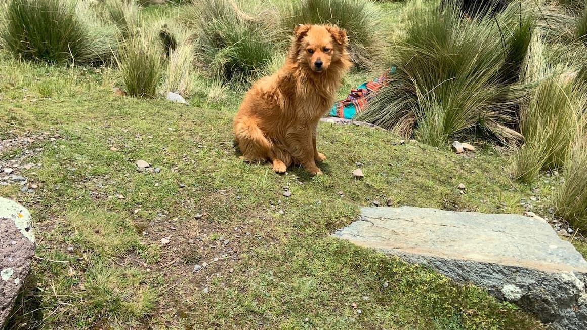 a stray dog sitting near a bush in peru