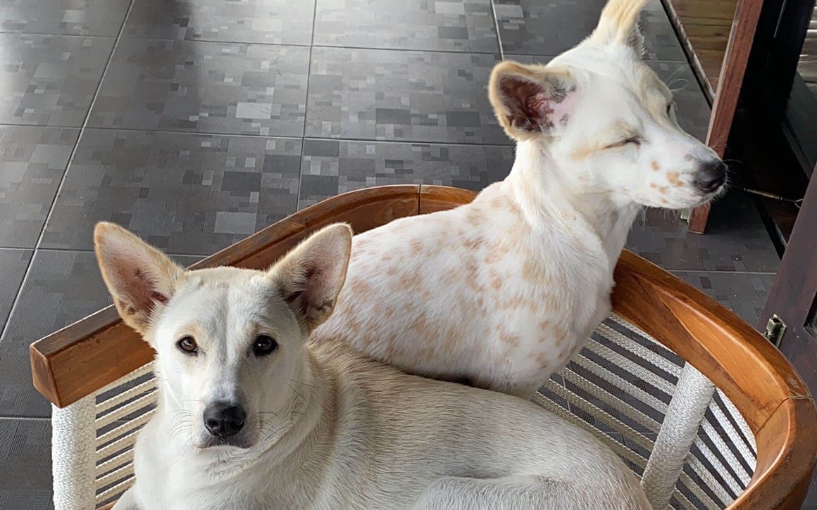 White spotted dogs on a chair.